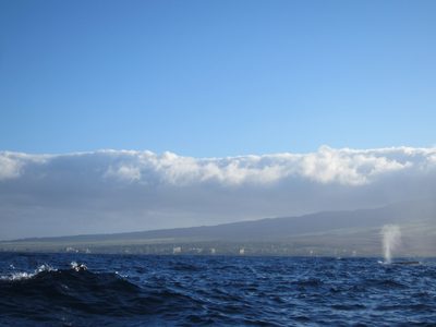 A telltale sign of whale activity: the spray of a whale...