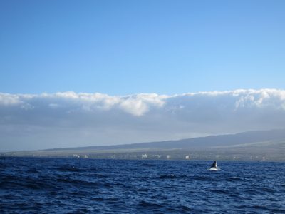 Another whale coming out of the water!