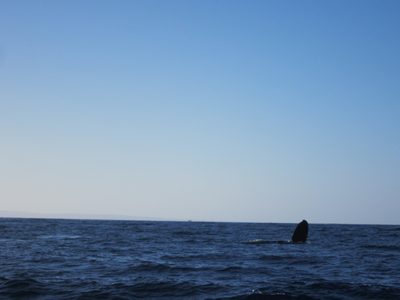 That is actually half of the fluke, or tail, of a humpback.