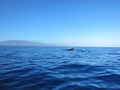 Whale coming straight at us!  The guy sitting next to me...