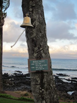 Near our breakfast spot, there was a whale observation...