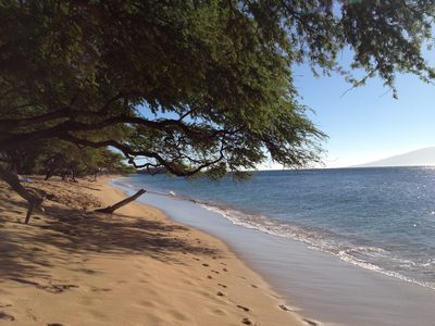 Neat Hawaiian trees on Maui.