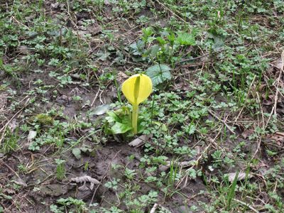 Mom - is this jack-in-the-pulpit? Or skunk cabbage?