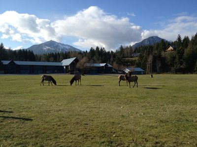 At certain times of the year, a large herd of elk settle...