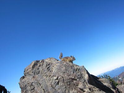 There were a couple of friendly chipmunks at the top who...