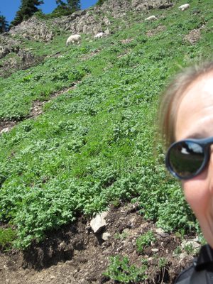 Attempt #1 at putting me and the goats in the same photo.