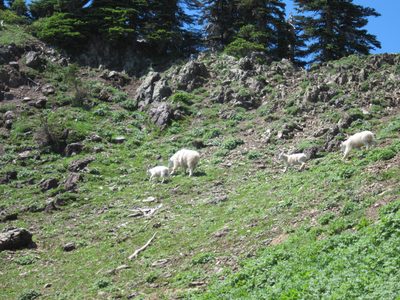The whole family scrambled across the path and straight...