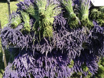Bushels of lavender for sale.  Mom bought me one and it...