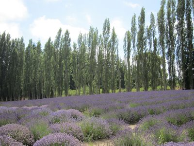 More fields of lavender.  The clouds were clearing and...