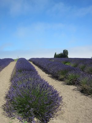I'm not sure these photos really show how interesting a...