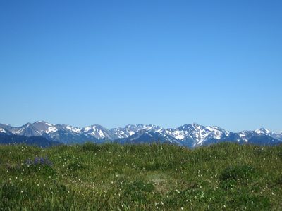 Faraway mountains and closeup flowers.