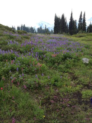 Glimpses of mountains, and wildflowers.