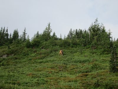 We didn't see too much wildlife, but did see this guy -...
