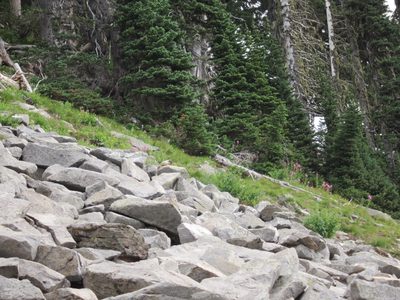 Here's a clearer shot.  We saw at least three in this talus pile.