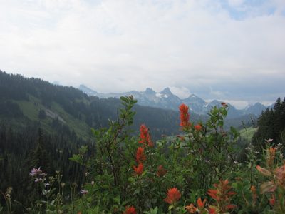 Sawteeth Mountains (?) and some wildflowers.