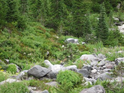 Can you see the marmot?!