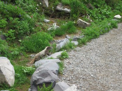Note: that's our trail he's peering over. I eventually...