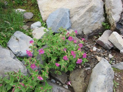 These reminded me of the flowers Mom planted on my porch.