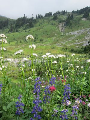 Meadow + flowers. If it had been clear, Mt Rainier would...