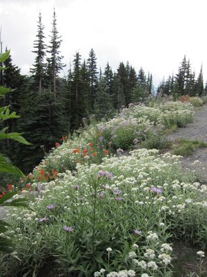 Wildflowers on the side of the road.