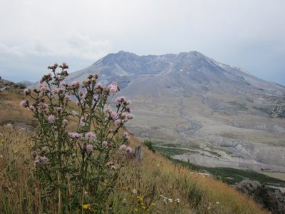 Wildflower + mountain.