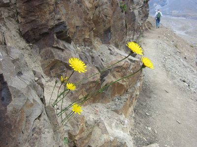 Wildflowers plus dad hiking.