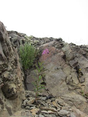 More flowers growing out of rocks.  Having been at Mt...