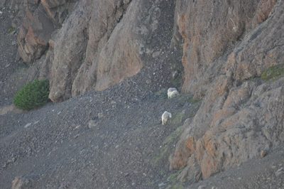 Goats on the backside of the mountain.
