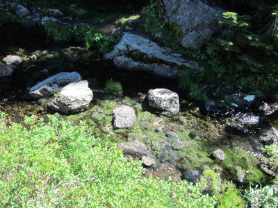 Crazy green moss in a creek between lakes.