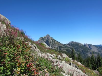 Wildflowers and distant mountains.