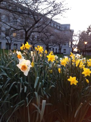 Also, the flowers have started blooming.