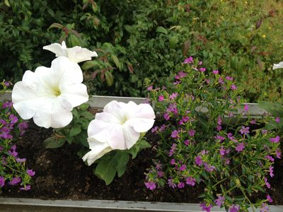 Close-up on the petunias and heather (?).