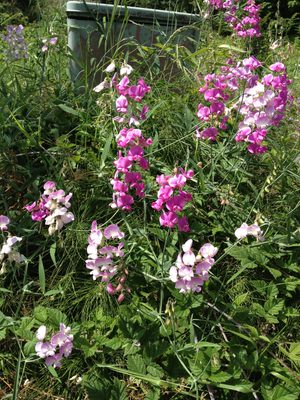 More wild sweet peas, on the side of the road near work.