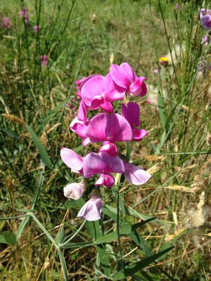 Close-up of the flowers.
