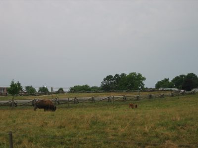 Baby bison!