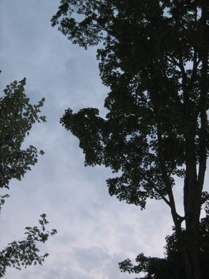 Unfortunately, veritcal pictures are hard to use as...