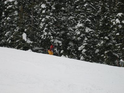 Getting lost in the trees