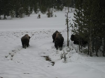 Retreating bison.  Their other end is much more attractive