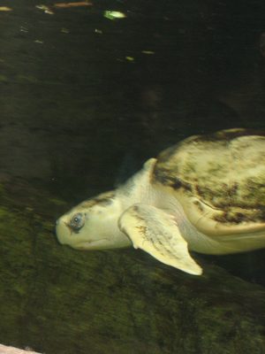A sea turtle at the Dallas Aquarium