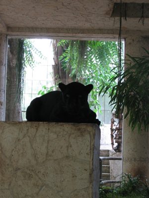 A puma, perhaps, or some other large cat