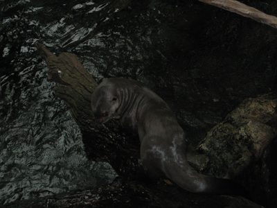 The seals were unbelievably cute, but also unbelievably...