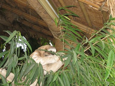 A sloth!  He didn't move much...