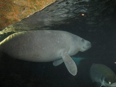 The manatees from below