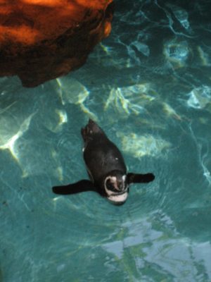 Penguin: one of the cutest animals ever
