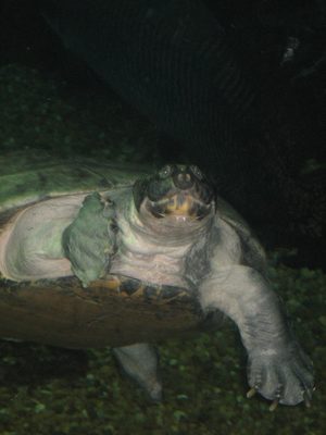 Another large turtle