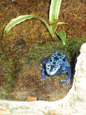 A non-poisonous (I think), brightly colored frog. ...