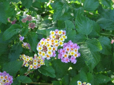 Purple and yellow lantana.  Very pretty.