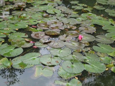 The lower pond was covered in lillypads, some of which...