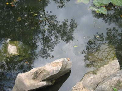 The water with a reflection of the trees and sky.
