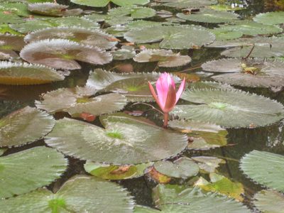 I really liked this flower.